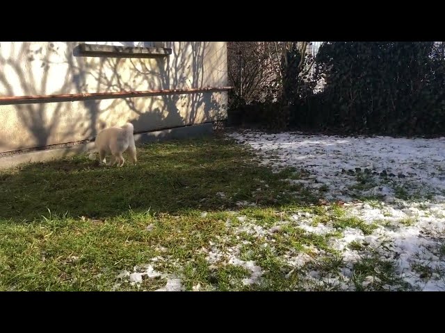 Shiba Inu cachorro en venta