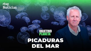 OBJETIVO PLANETA: LORENZO MILÁ y las PICADURAS de los SERES MARINOS | RTVE Noticias