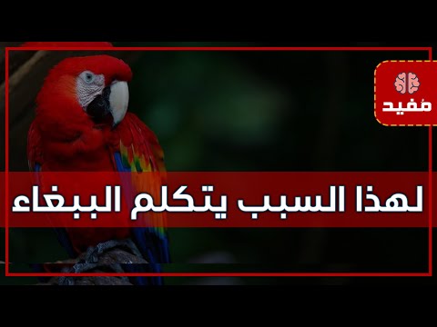 لهذا السبب « الببغاء » هو الحيوان الوحيد القادر على التحدث