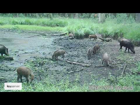 ICUserver - Wildschwein Frischlinge am Tag
