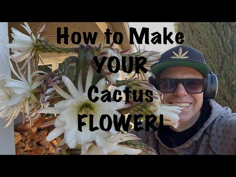 How make a San Pedro Cactus flower !