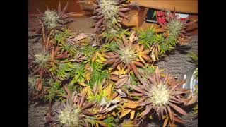Kruder \u0026 Dorfmeister   Dub Club Bubble Gum Kush Remix part1 2