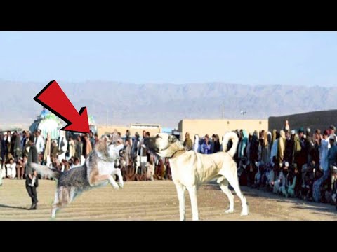 YouTube video about: How much do kangal dogs cost?