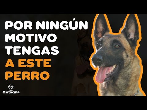 PASTOR BELGA MALINOIS: 7 RAZONES para NO TENERLO
