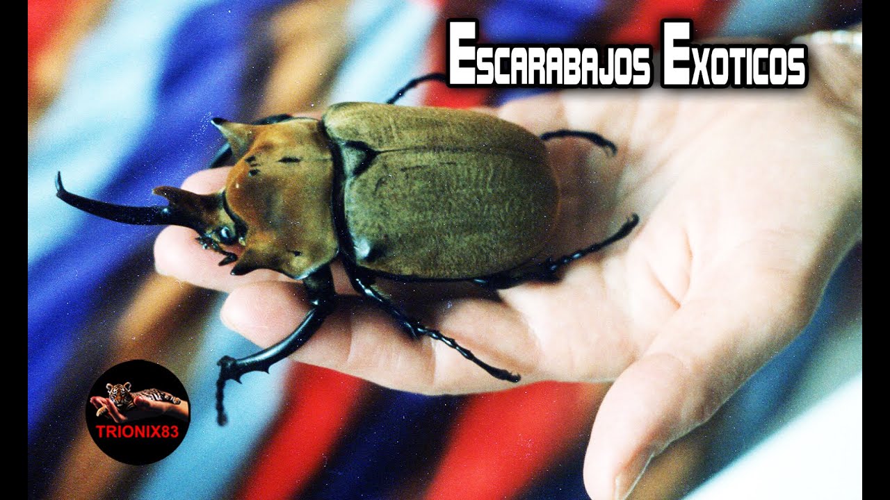 Los Escarabajos mas raros del mundo ¿CUALES SON LOS ESCARABAJOS MAS EXOTICOS