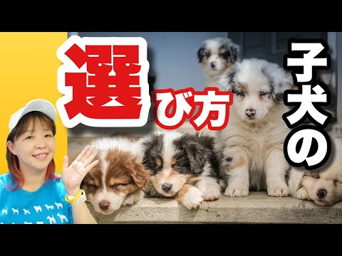 支配的な犬 - 見分け方と対処法