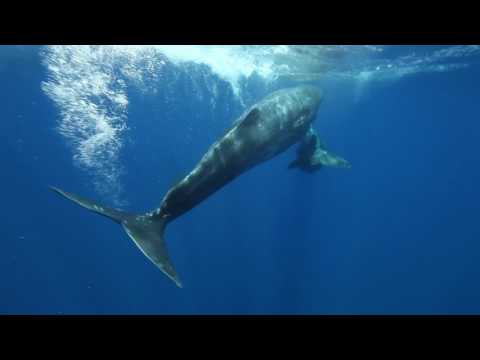 Physeter macrocephalus