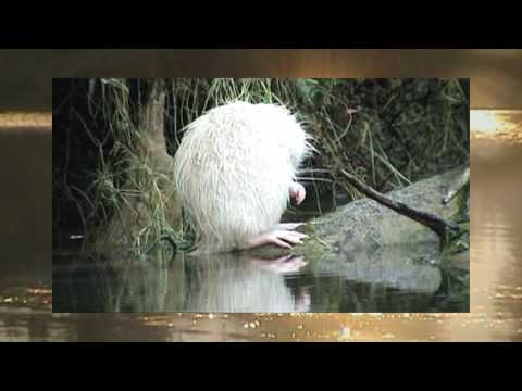 THE LEGENDARY WHITE NUTRIA - LA LEGGENDARIA NUTRIA BIANCA (Raul Lovisoni) man of the forest