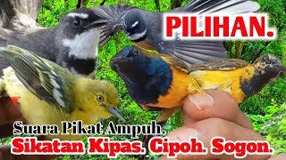 Download lagu PALING JITU.‼️ SUARA PIKAT BURUNG SIKATAN KIPAS DAN CIPOH SOGON.. mp3 Download lagu PALING JITU.‼️ SUARA PIKAT BURUNG SIKATAN KIPAS DAN CIPOH SOGON.. mp3