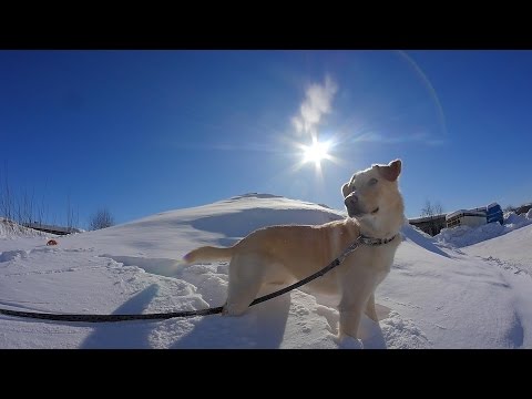 Чиффа  ( качество  4 К )