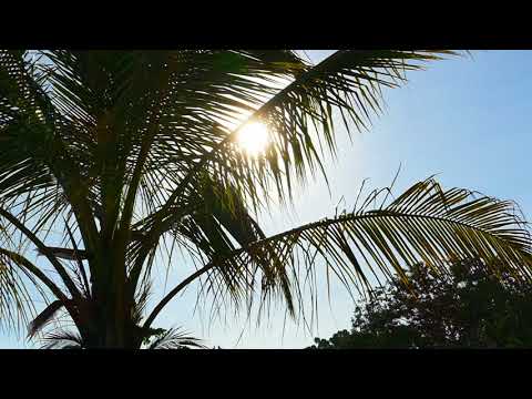 The Sun Shining Through the Branches of a Palm Tree | Free Stock Video Footage