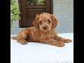 Cavapoo dogs for sale: Max  - Video 1