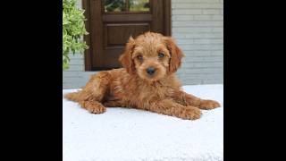 Video preview image #1 Cavapoo (Miniature) Puppy For Sale in NARVON, PA, USA
