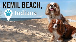 Dog-Friendly Indiana Dunes: Visiting Kemil Beach with a Cavalier!
