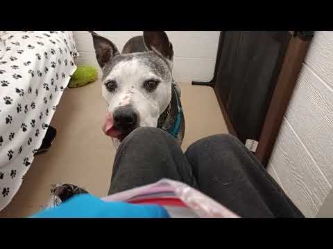 Rocky's been adopted by lovely TRN volunteer Just thought I'd spend time with our Rocky❤️20260215890