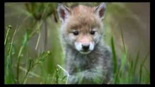 preview picture of video 'Naturementary: Oakland Nature Preserve'