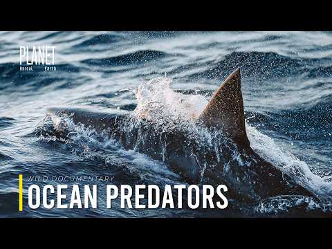 Ocean Predators | The Brutal Lives of the Deadliest Hunters in the Ocean