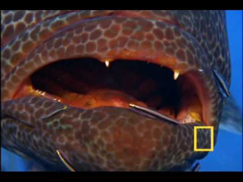 Jewels of the Caribbean Sea