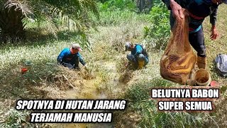Download lagu REJEKI NOMPLOK‼️ MENEMUKAN SELOKAN DI TENGAH HUTAN PENGHUNINYA BELUT BABON SEMUA mp3