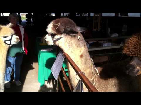 Alpaca Video 1