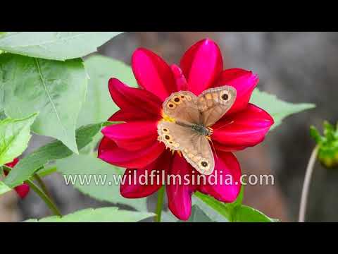 Common Wall Butterfly sucking nectar from a Tree Dahlia flower in the Himalaya