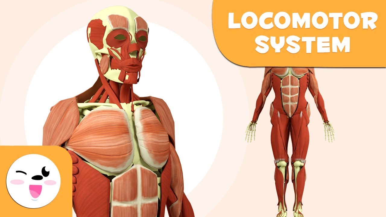 Locomotor system for kids - Bones and Muscles of the Human Body