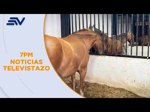 Allanamientos en Milagro, Guayas, revelan establos de cabecilla de Los Águilas | Televistazo