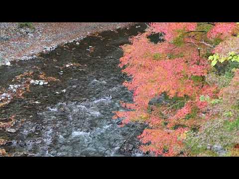 氷川渓谷　2025年11月11日　MVI 9493