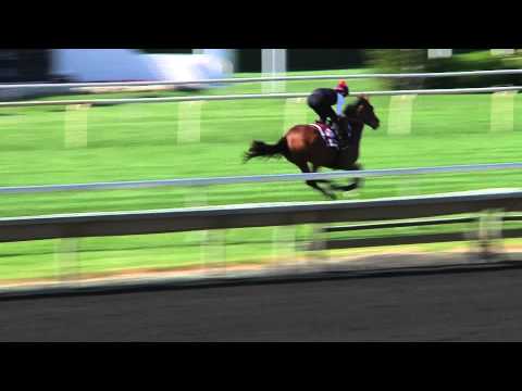 American St. Leger Update 8/15/14