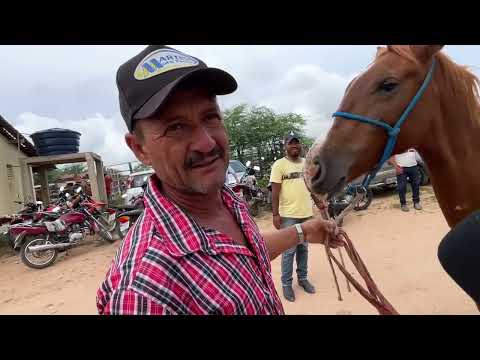 Feira de Cavalos em Senador Rui Palmeira - AL 31 - 03 - 2026 #nordeste