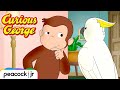 Cuckoo Cockatoo Escape CURIOUS GEORGE