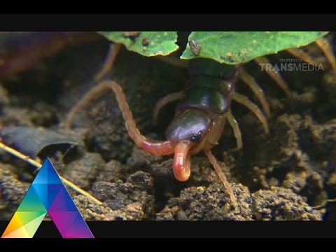 DUNIA BINATANG - SI KECIL PEMBUAT HEBOH (9/3/16) 3-1