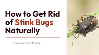 4 Ways to Get Rid of Stink Bugs Naturally | How to Get Rid of Stink Bugs Naturally