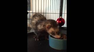 Ferret Insulinoma- low glucose