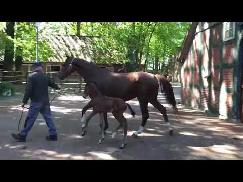 Viserion, colt by Valverde x Dimaggio