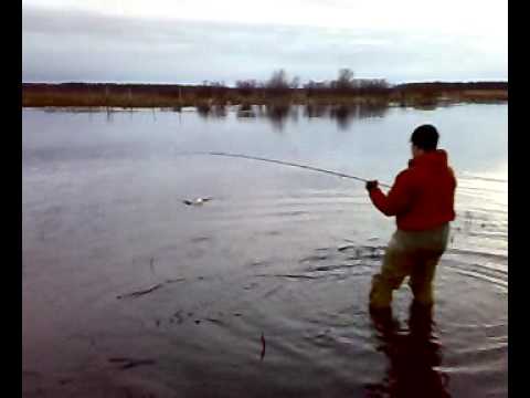 Perhohauen hinausta 5.5.2009