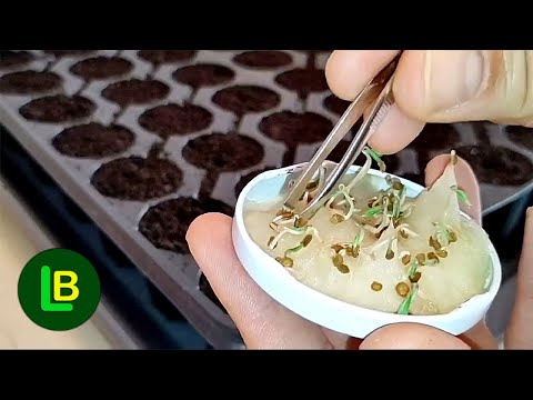 Seed germination faster than ever. Easy way to your own seedlings