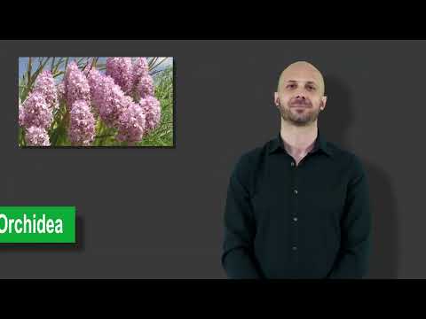 15 Orchidea