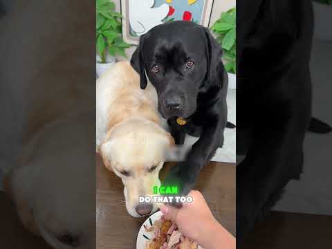 🍉🐶😳Puppy: Are you cutting a watermelon or trying to crack my head open? #funnypets#funny