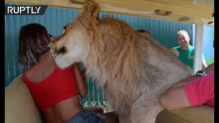 Lion jumps into open vehicle full of tourists on safari tour in Crimea&#39;s Taigan park