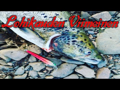 Lohikauden viimeinen