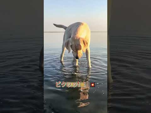 【ワンワンちゃんの磯遊び日記】ウツボとの大決闘！🐕⚔️🐙#ガサガサ#海の生き物#おもしろ犬#shorts #funnypets #cooking