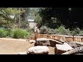 Somali Wild Ass