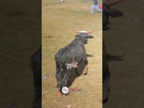 Monagrillo 2025.  BCMPRODUCCIONES #LOS1 #BORRANDOFRONTERAS #LAMARCADELRODEOENPANAMÁ #30NOV2025