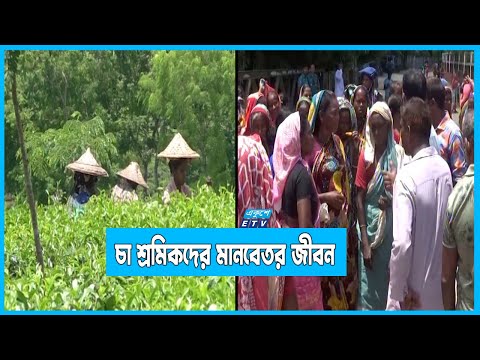 মানবেতর জীবন চা শ্রমিকদের