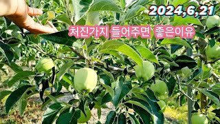 아래로 처진가지 들어주면 좋은이유