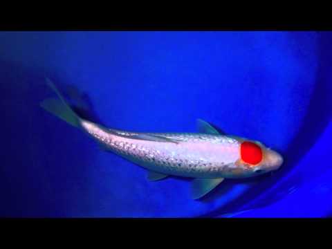 Ginrin Tancho for Sale