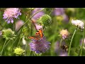 How I Planted A Wildflower Meadow To Enjoy Wildlife All Year My Wildlife Hacks Robert E Fuller