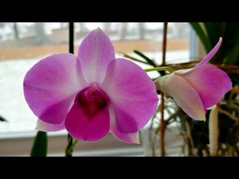 How to take care of the air roots on your Phalenopsis orchids.