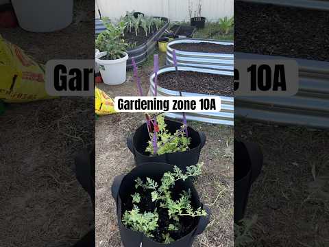 Gardening in zone 10a